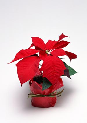 通販で迷ったら弁天インテリアを利用しよう